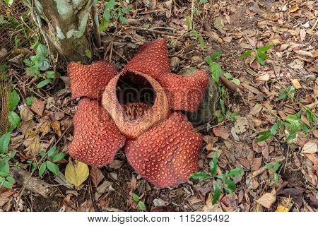 Rafflesia