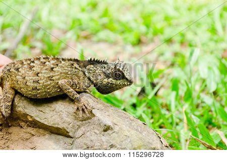 Green Dragon Is Reptile  In Forest