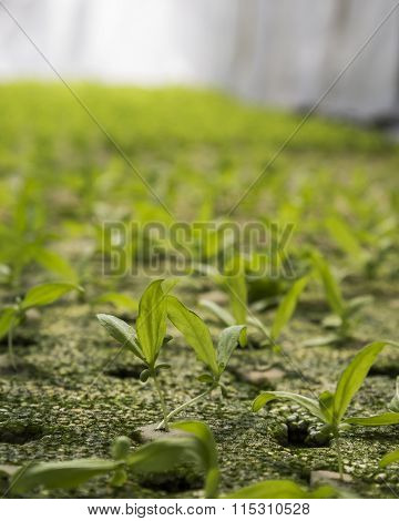 Seedling In Green House