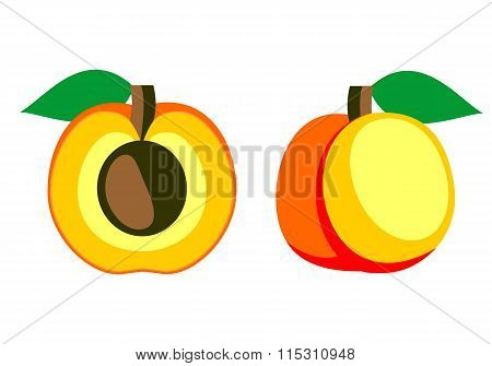 Vector fruits illustration. Detailed icon of apricot whole and half isolated over white background.