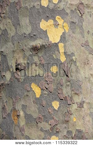 Close up of bark of platan tree