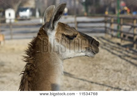 Lama in boerderij