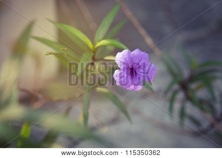 Ruellia Brittoniana