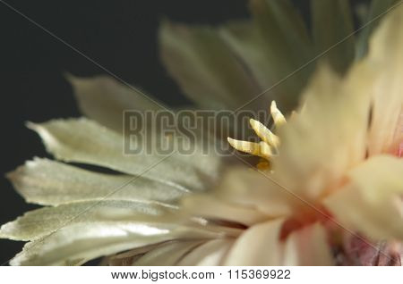 Astrophytum Flower