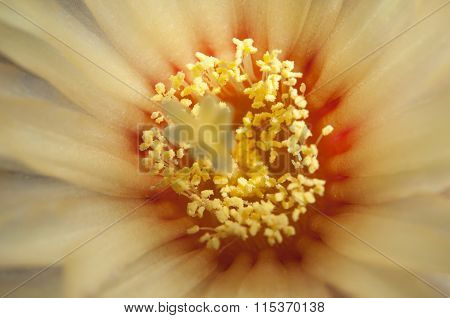 Astrophytum Flower