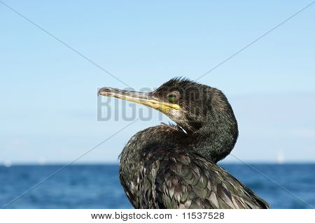 Great Black Cormorant