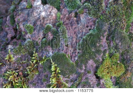 ร็อค Moss ฝอย