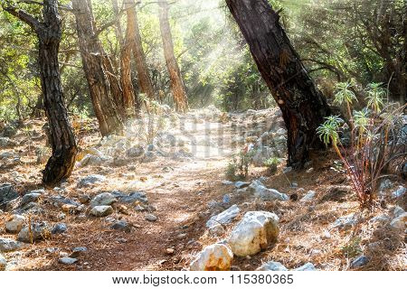 A Rocky Path In A Forest.