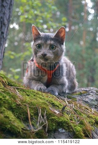 cat