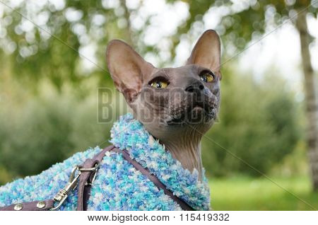 sphynx cat