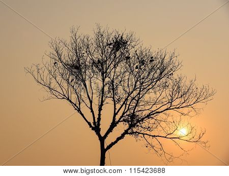 dry tree silhouette with sunset . .
