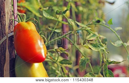 Red Tomato In The Greenhouse In The Summer