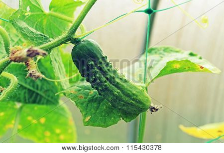 Cucumber In The Greenhouse In The Summer