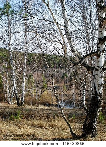 Early Spring Landscape With Birches