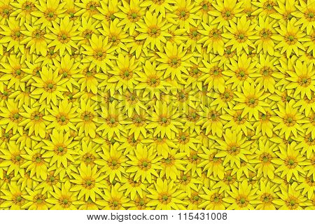 background of yellow flowers