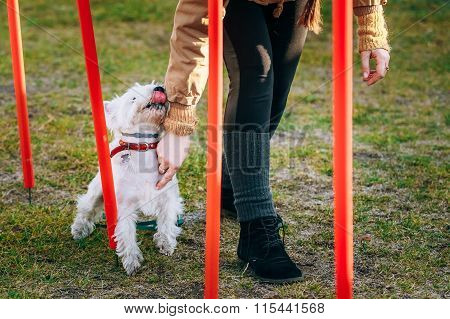 West highland white terrierdog doing agility - running slalom.