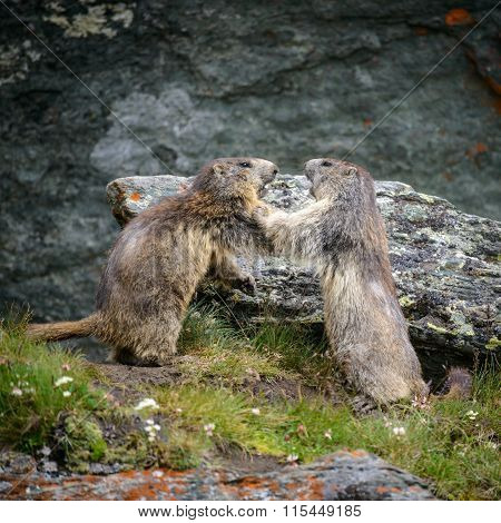 Marmot