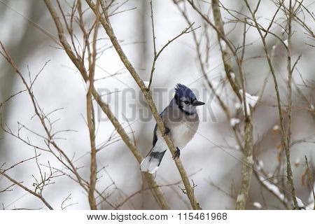 Blue Jay in winter