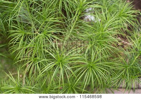 Plantains Or Fleawort