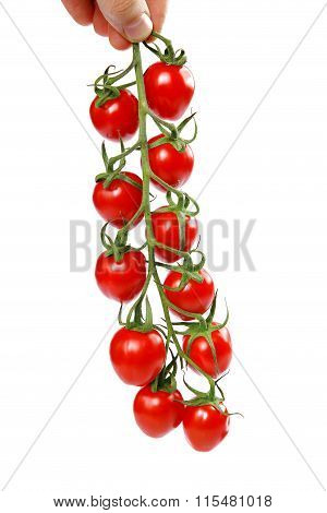 Ripe Fresh Cherry Tomatoes on Branch Isolated on White Background