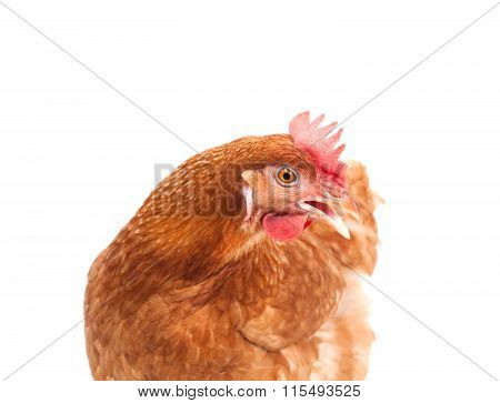 Brown Chicken Hen Standing Isolated White Background Use For Farm Animals And Livestock Theme