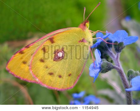 Farfalla arancia sul fiore blu