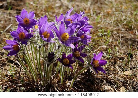 flowers