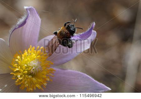 bumblebee