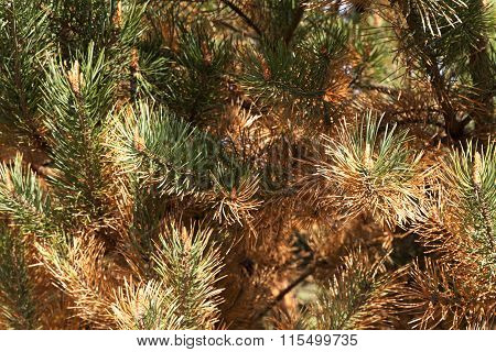 Photographed Closeup Tree, Which Is Partly Dried. Yellow Spruce.