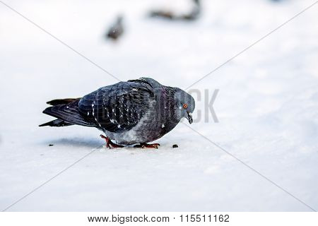 wild pigeons in winter on snow