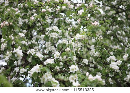 Apple Flower At Spring