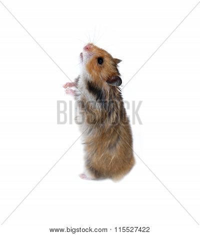 Brown Syrian Hamster Stands On His Hind Paws Isolated