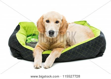 Young beautiul golden retriever dog