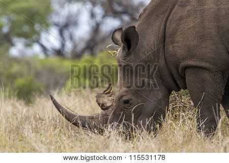 Southern White Rhinoceros In Kruger National Park