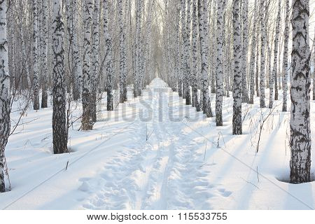 Birch Grove In Winter