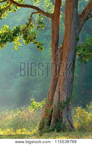 Forest tree in early morning light, Kanha National Park, India