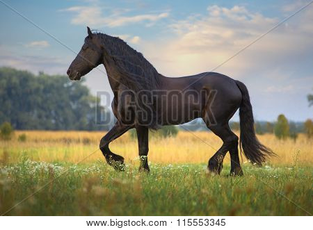 Frisian Horse Run