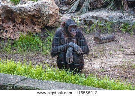 chimpanze