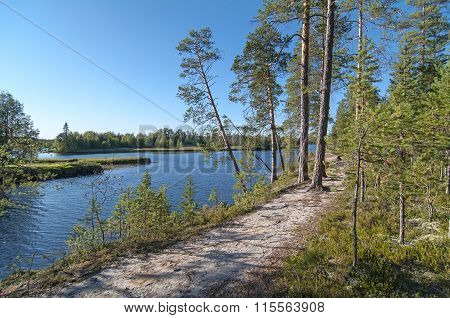 The Path That Goes Through The Pine Forest On The High Sandy River Bank.