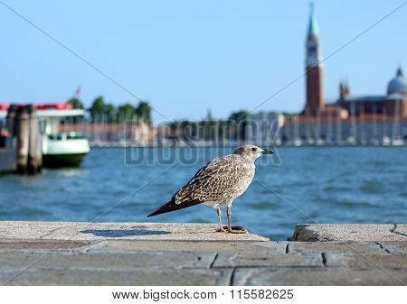 Seagull In Piazza San Marco And The Church Of St. George In The Venetian Lagoon