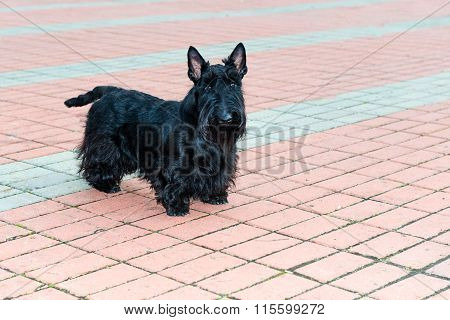 The Scottish Terrier.