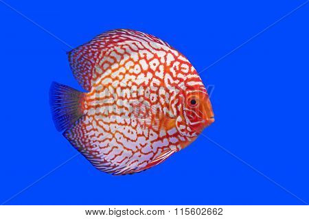 Pompadour Or Symphysodon Fish