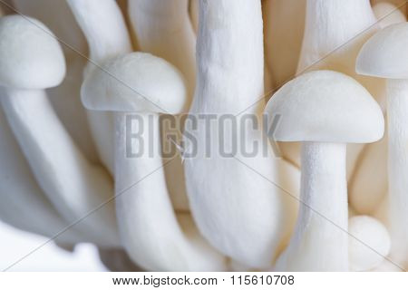 Organic Bunapi Mushrooms