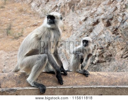Monkey temple Galwar Bagh in Jaipur, India