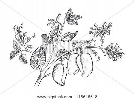 Griffonia Simplicifolia
