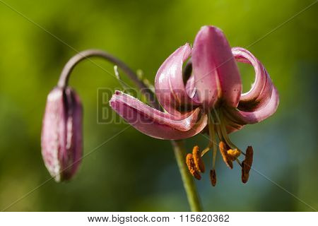 lily martagon
