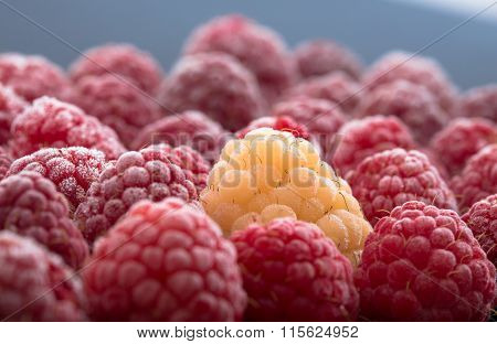 One Yellow raspberry Stand Out Of Red raspberries