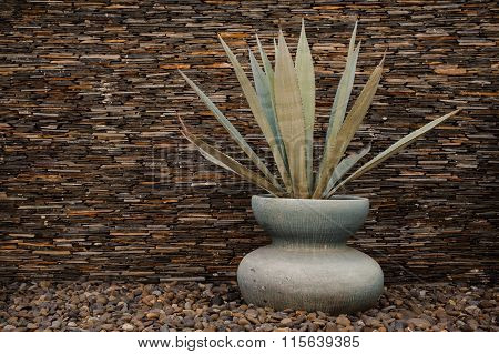 View Of  Agave Americana Plant In A Vase.