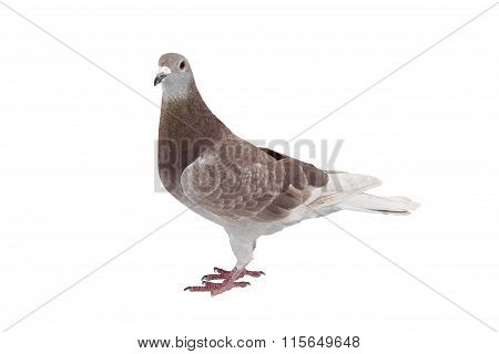 Red sport pigeon isolated on white