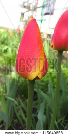 Spring flowers. Red tulip